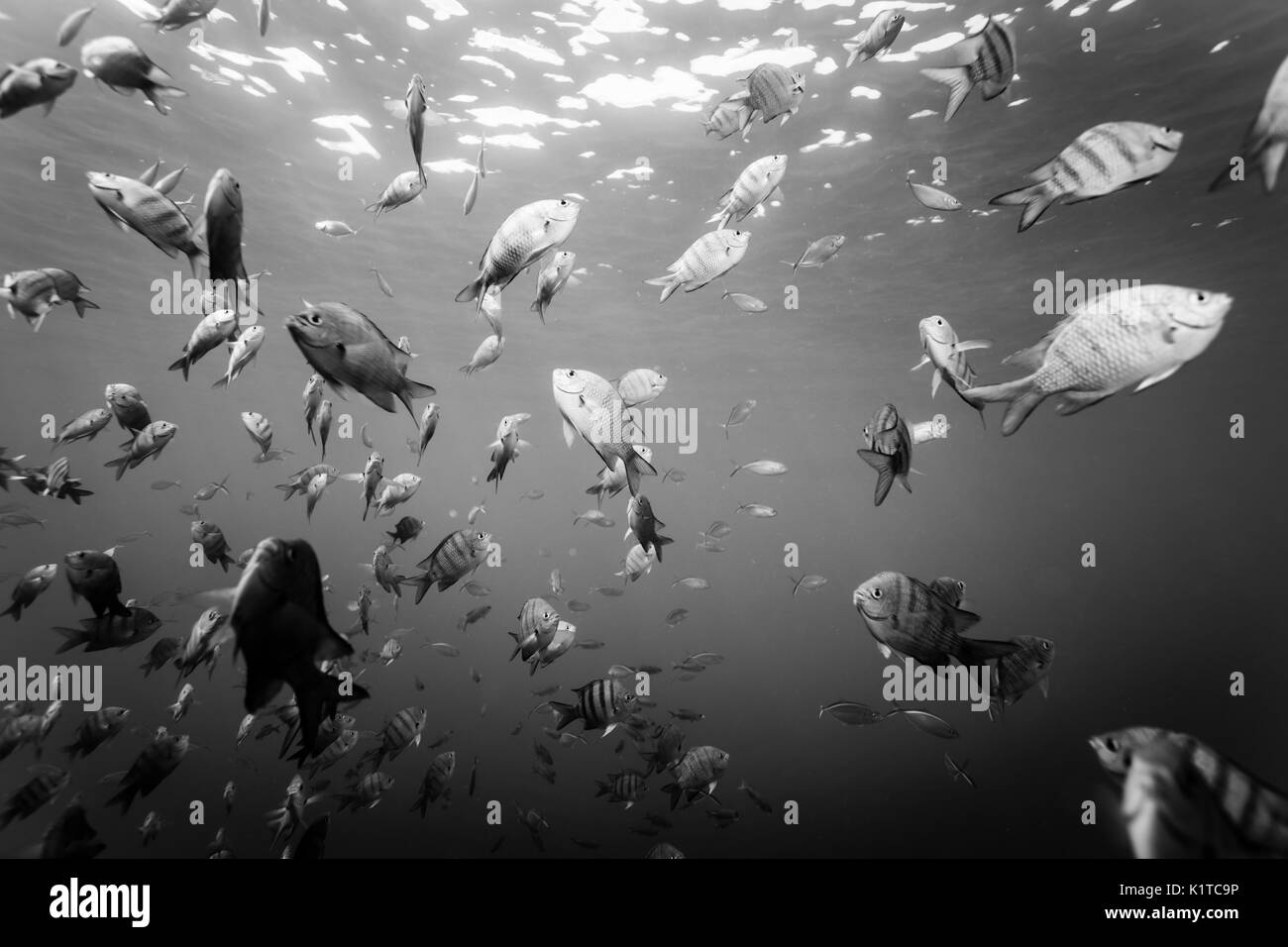 L'École de poissons à rayures cercle autour de diver noir et blanc Banque D'Images