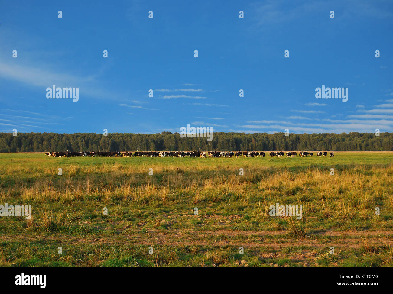 Un grand troupeau de vaches broute dans un pré contre un ciel bleu et une forêt verte Banque D'Images