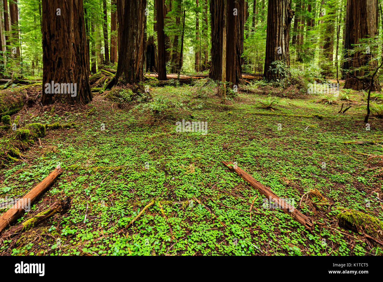 une parcelle verte de trèfle recouvre le sol forestier dans un bosquet de séquoias géants Banque D'Images