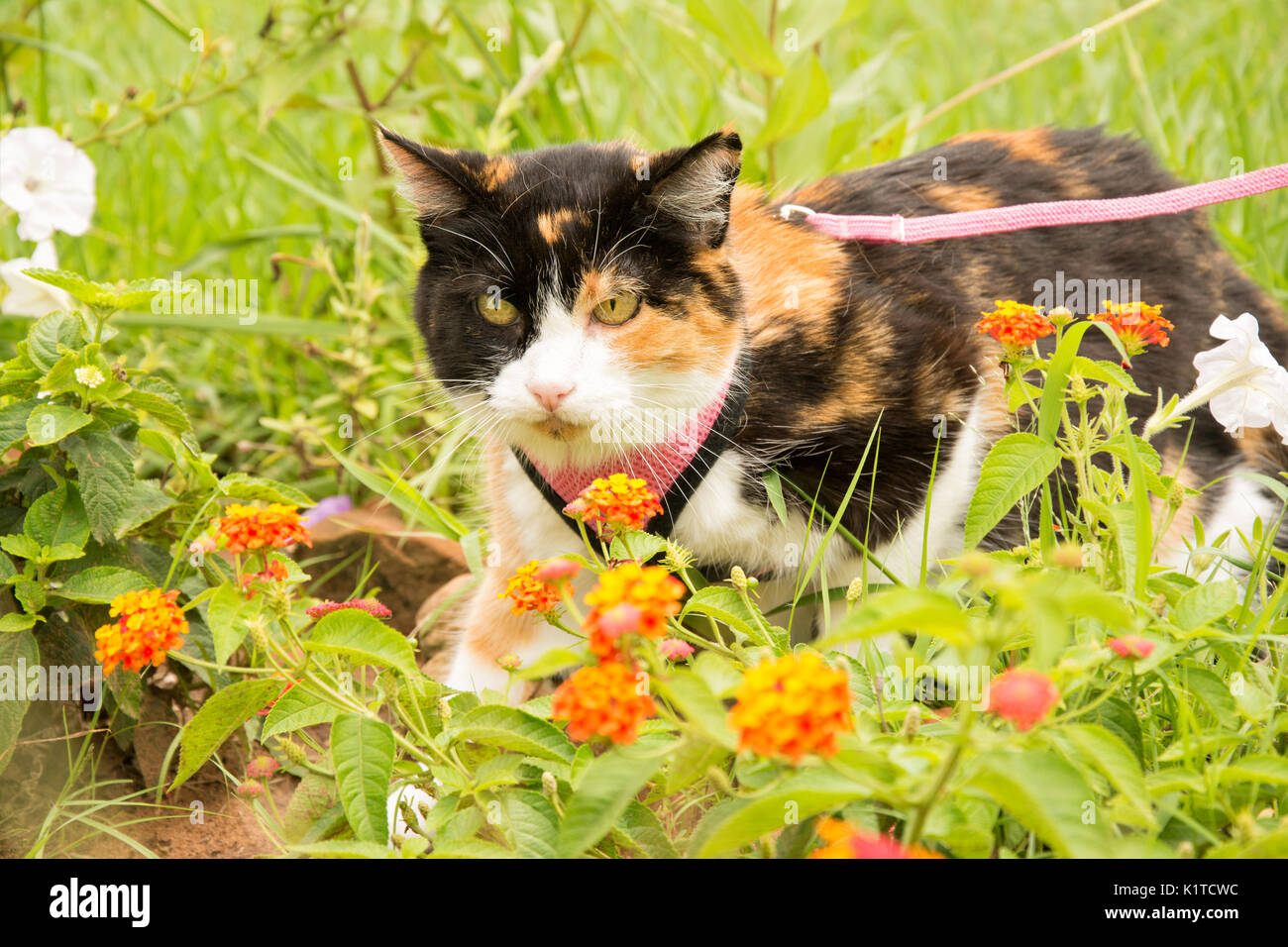 Chat Calico en rose harnais et laisse au jardin d'été Banque D'Images