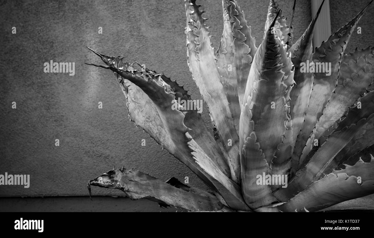 La vie encore d'agave avec de longues épines le long de la longueur de la grandes feuilles en noir et blanc Banque D'Images