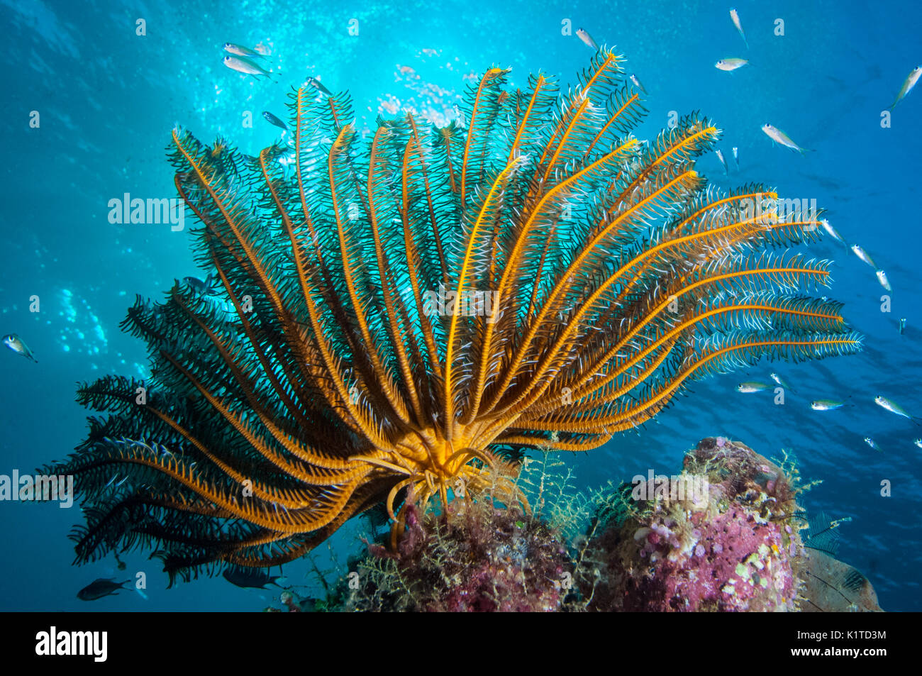 Une plume Star avec les bras étendus dans le courant sur un récif à Fidji. Banque D'Images