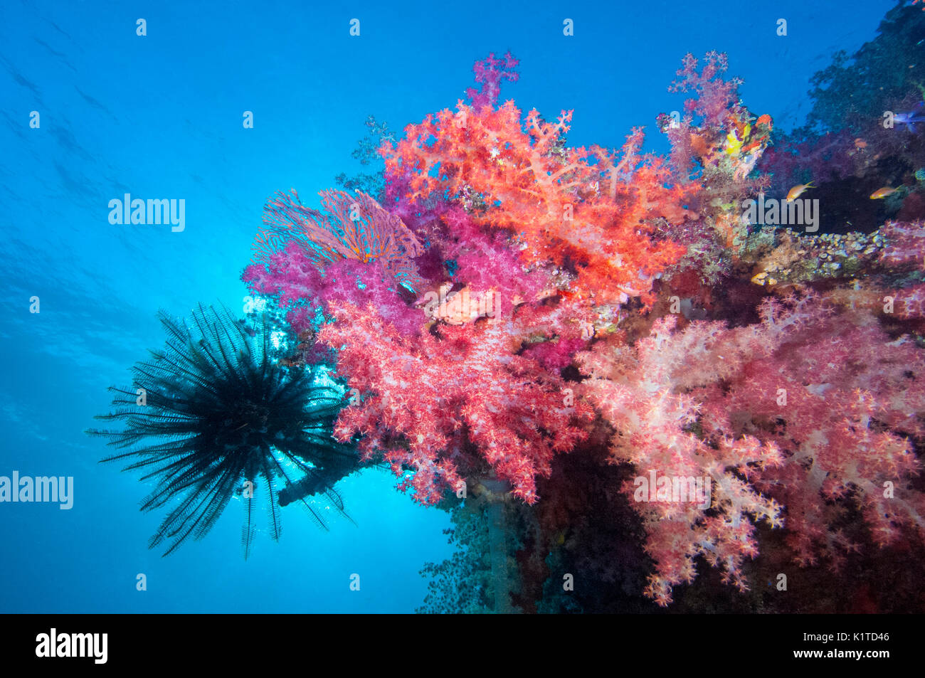 Corail rose avec une plume étoile sur un récif à Fidji. Banque D'Images
