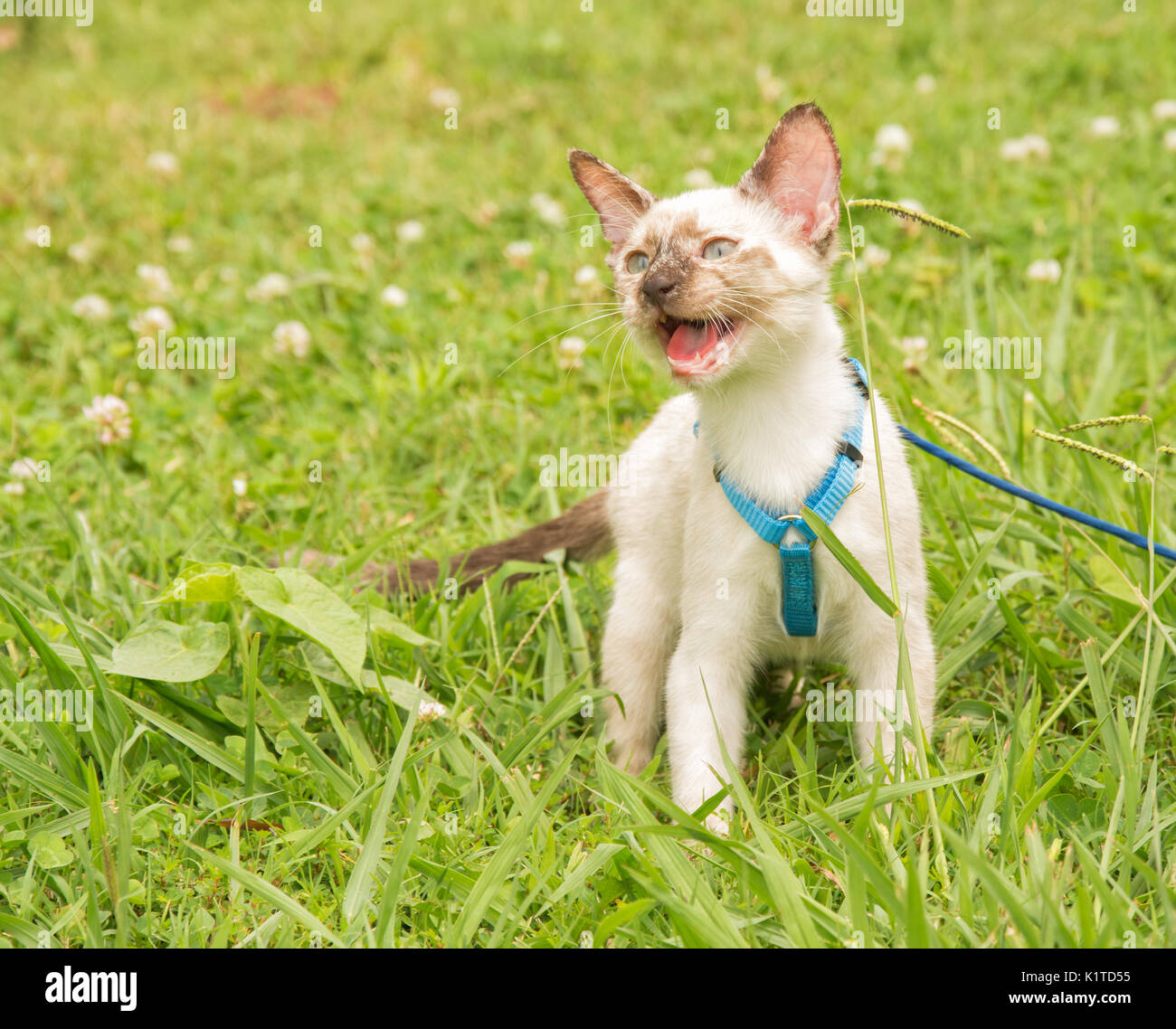 Beau tortie point Siamese kitten dans un faisceau bleu contre green summer background, meowing Banque D'Images