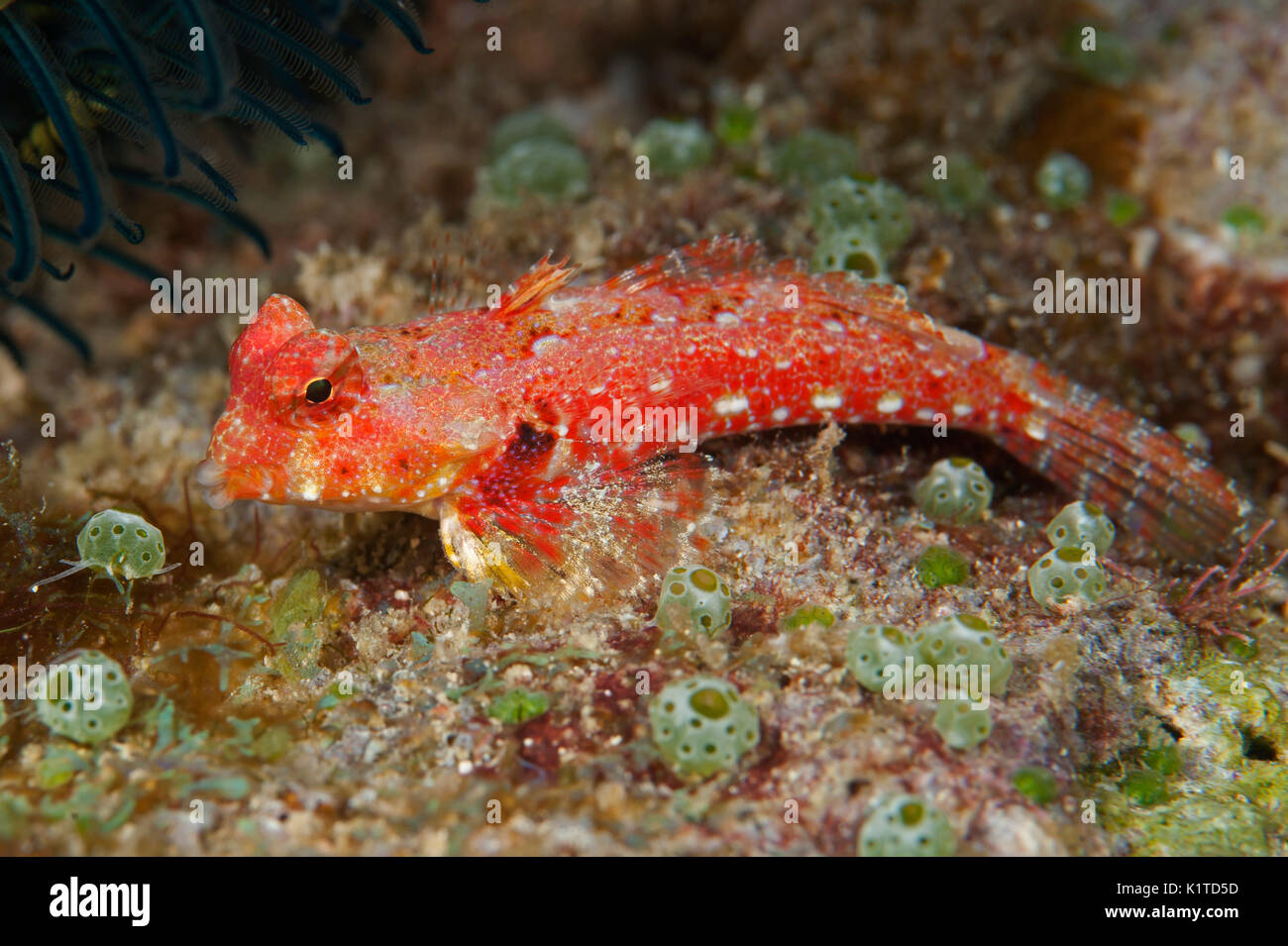 Un Morrison's Dragonet sur un récif à Fidji. Banque D'Images