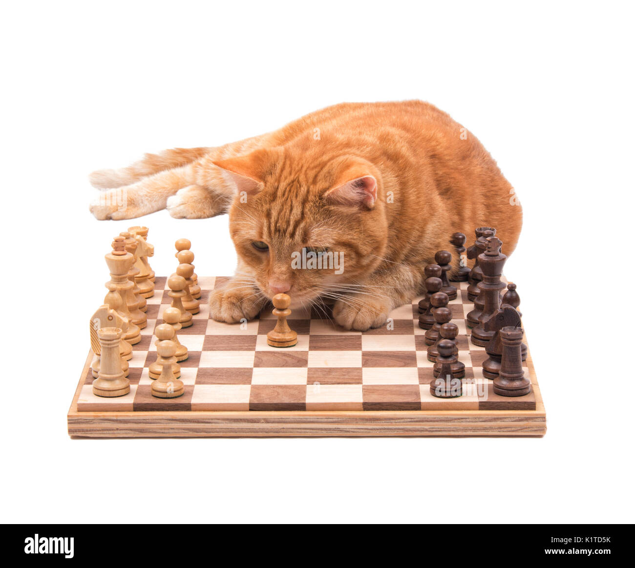Chat tigré Orange l'inspection d'un pice d'échecs près, isolated on white Banque D'Images