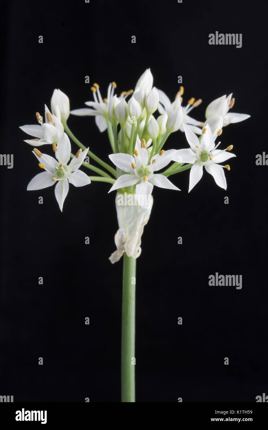 Allium tuberosum, rottl fleur de ciboulette chinoise Banque D'Images