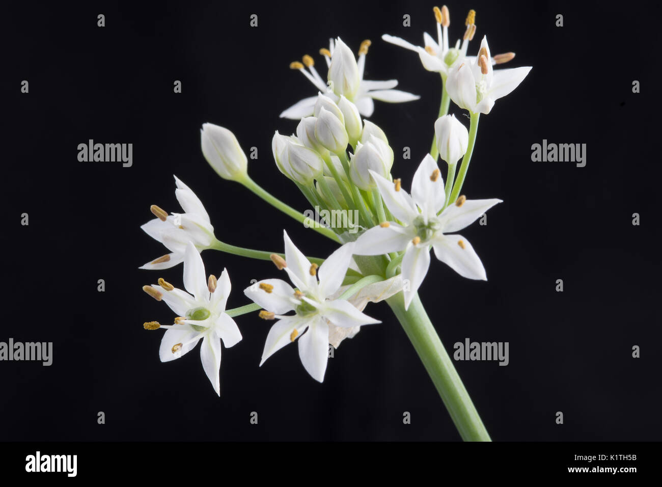 Allium tuberosum, rottl fleur de ciboulette chinoise Banque D'Images