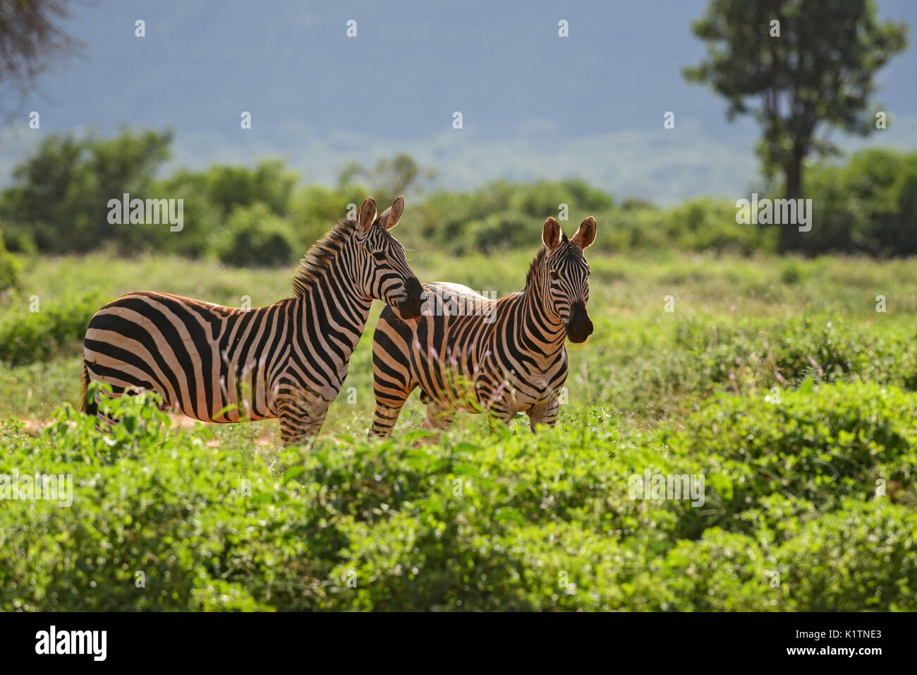 Zèbre des plaines - Equus quagga, l'Est de Tsavo, au Kenya Banque D'Images