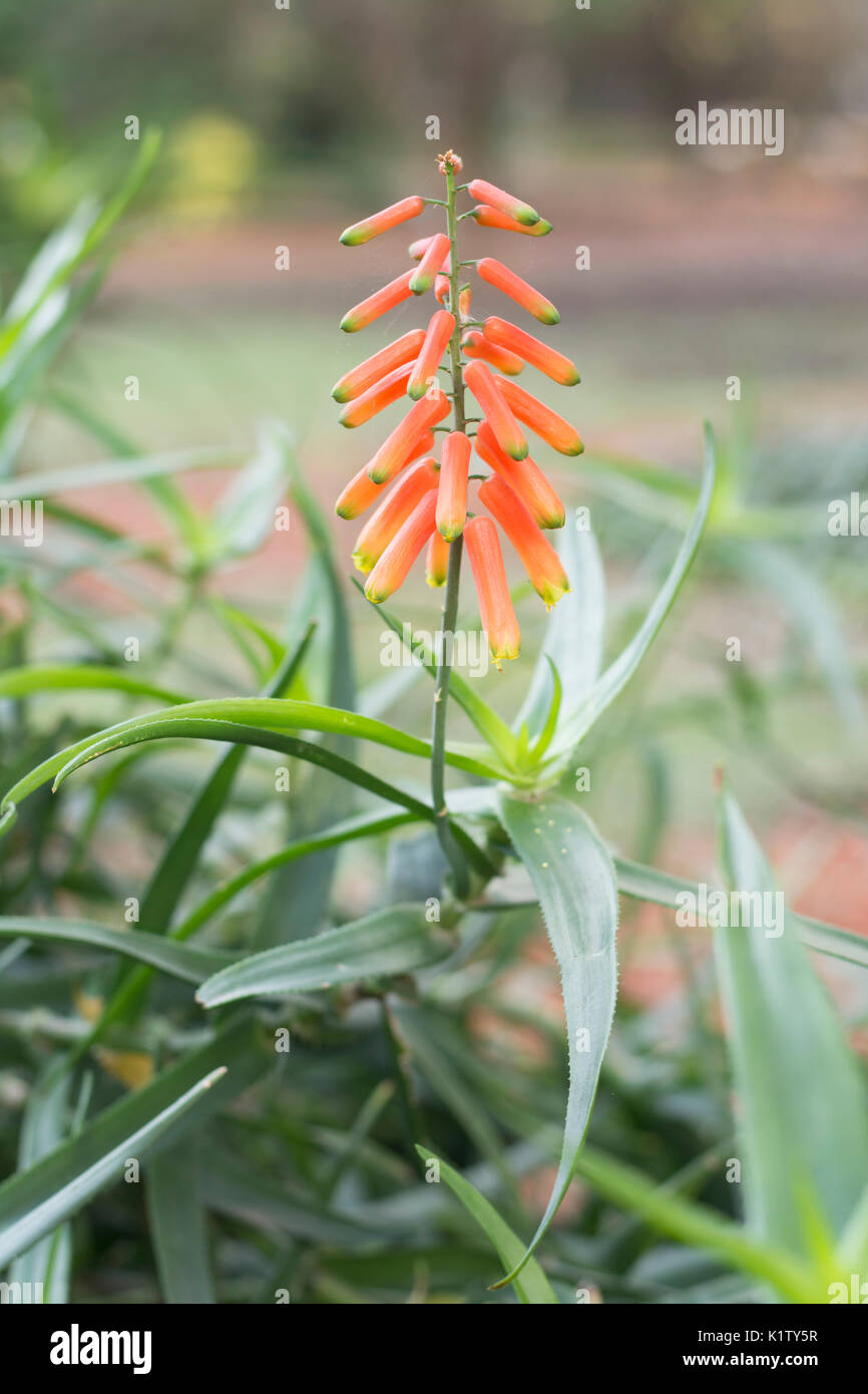 L'Aloès, Aloe ciliaris escalade en fleur. L'Argentine, l'Amérique du Sud Banque D'Images