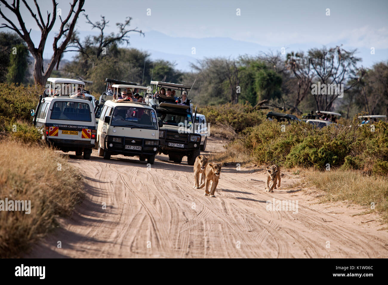 Route bloquée par les lions pour un safari rig rempli de touristes dans la réserve nationale de Samburu, Kenya, Afrique. Banque D'Images