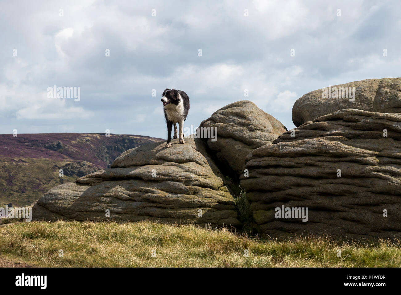 Border Collie se tenait sur les roches des Kinder Scout dans l'été, Peak District, Derbyshire, Angleterre. Banque D'Images