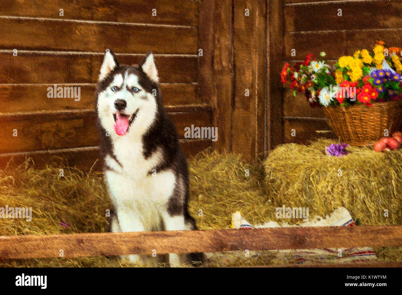 Race De Chien Chiot Husky De Sibérie Chien De Berger