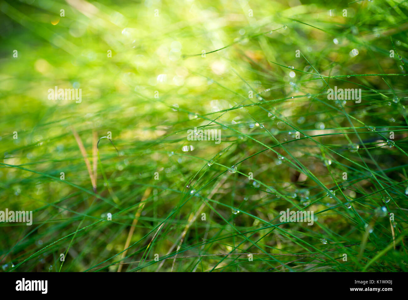 Dropd l'eau sur l'herbe macro lames selective focus Banque D'Images