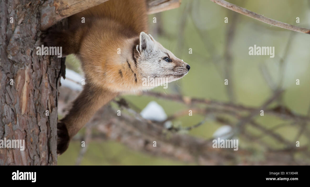 Martens Banque D'Images