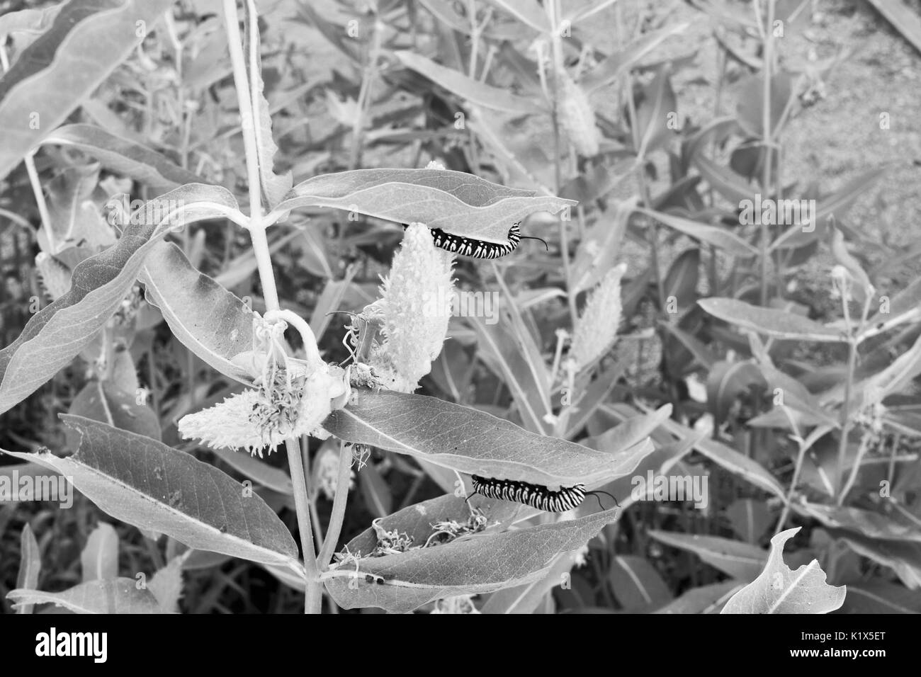 Chenilles monarques Banque d'images noir et blanc - Alamy