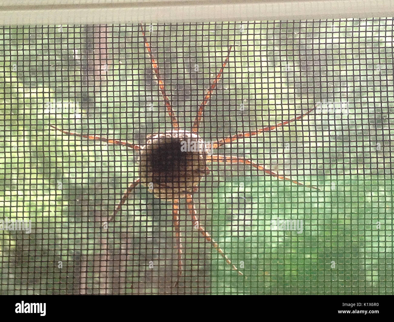 Les femmes enceintes avec de grandes araignées abdomen sur l'écran de la fenêtre Banque D'Images