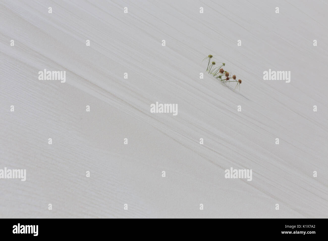 Paysage minimaliste d'une plante solitaire recouvert de sable dans une dune à Jericoacoara, Ceará, Brésil Banque D'Images