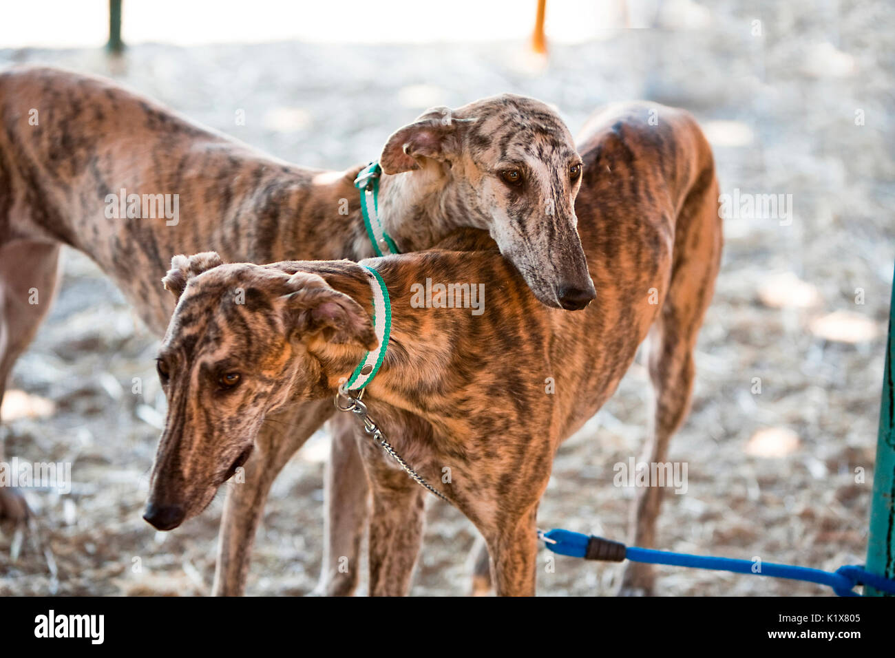 Le Greyhound est une race de chien originaire de l'Espagne, de sorte qu'il est également connu sous le Galgo espagnol. Banque D'Images