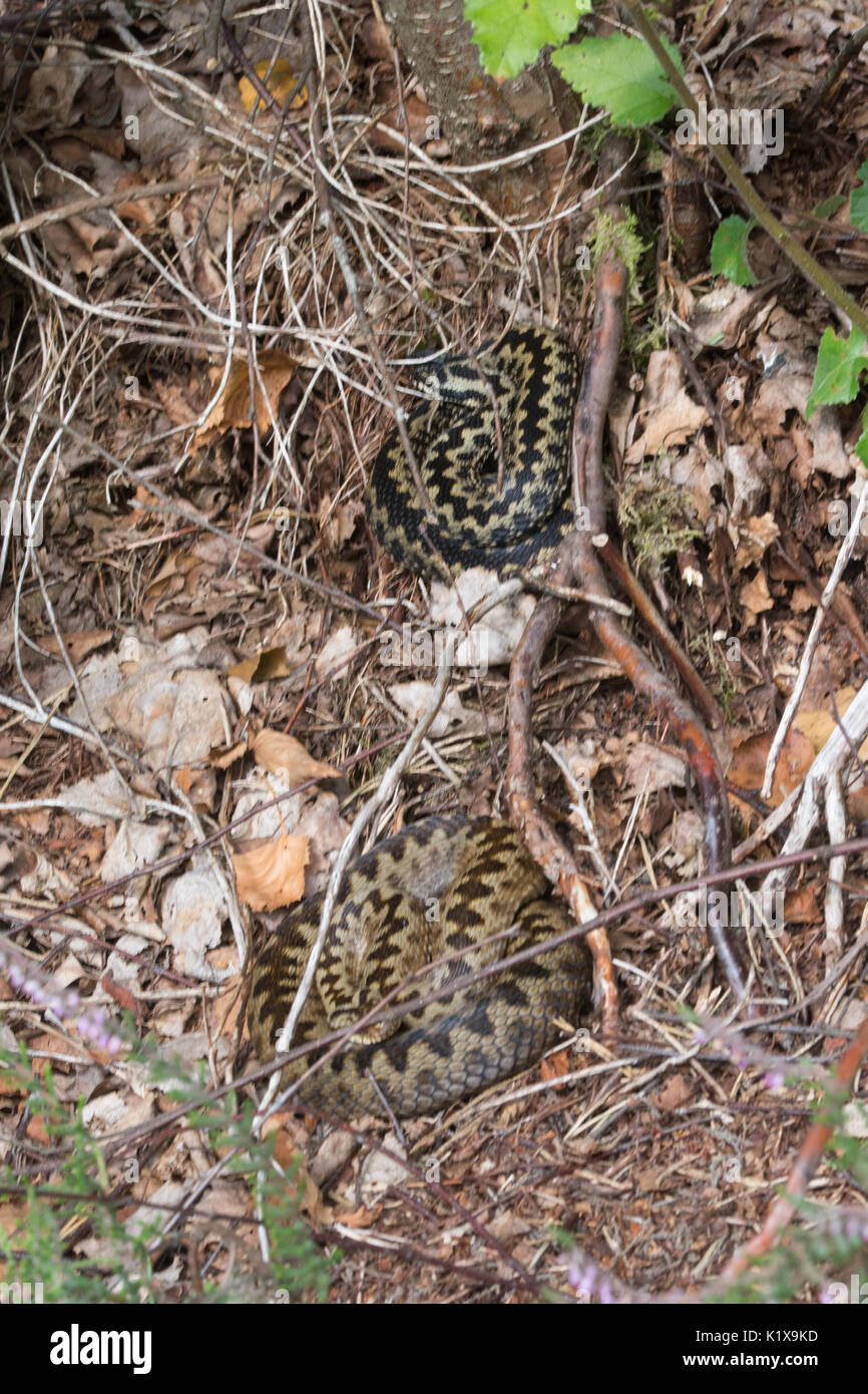 Deux additionneurs (Vipera berus), un homme et une femme, se prélassant dans l'habitat naturel dans la région de Surrey, UK. Camouflage, camouflée. Banque D'Images