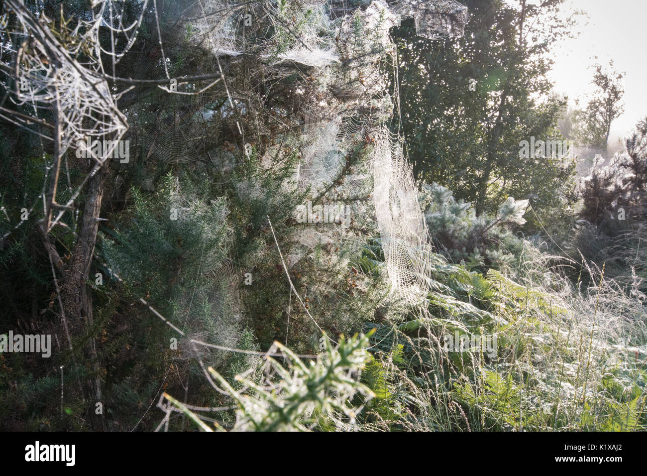 D'Araignée webs sur l'ajonc d'arbustes sur une frosty matin à Thursley Réserve naturelle nationale commune à Surrey, UK Banque D'Images