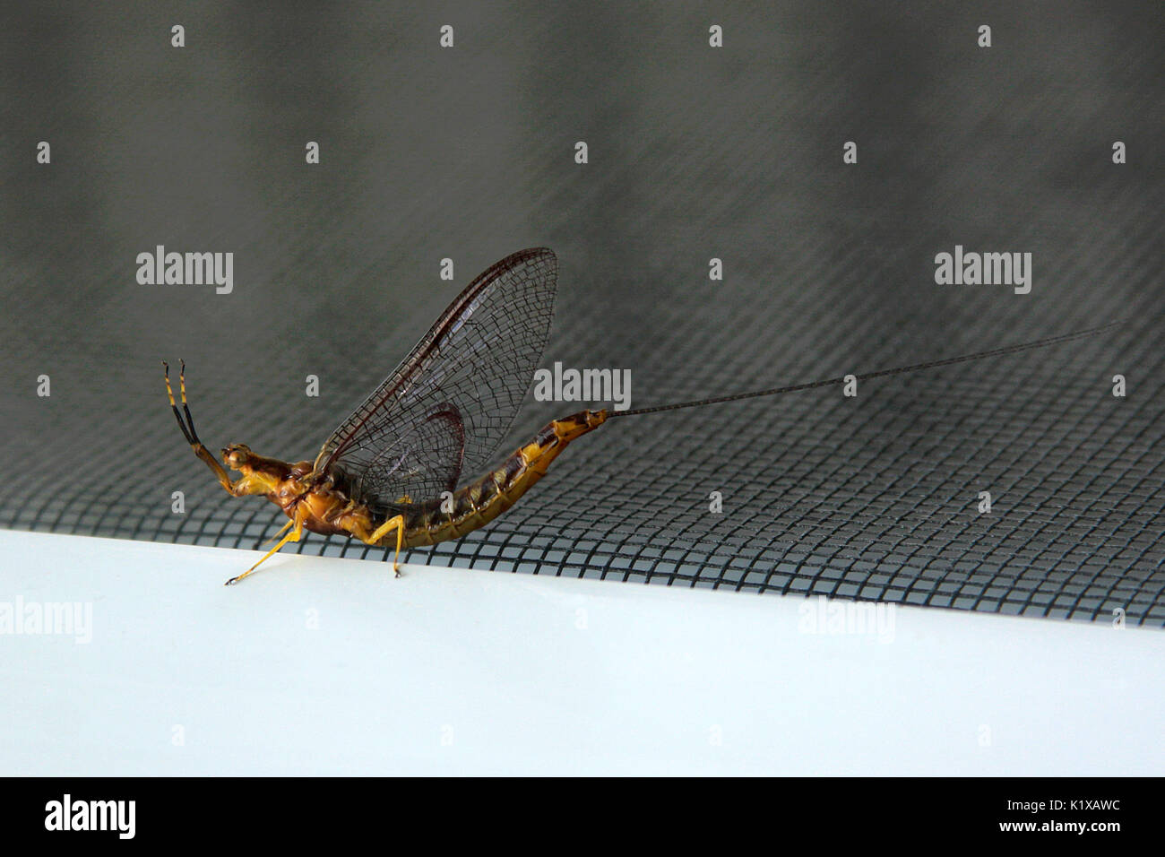 Géant de l'Ouest guêpe mouche ichneumon Banque D'Images