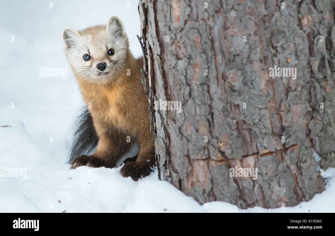 Martens Banque D'Images