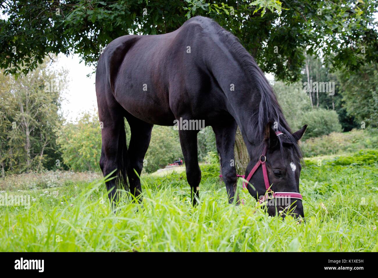 Un magnifique cheval noir est en train de manger l'herbe sur une clairière verte à côté de l'enclos Banque D'Images