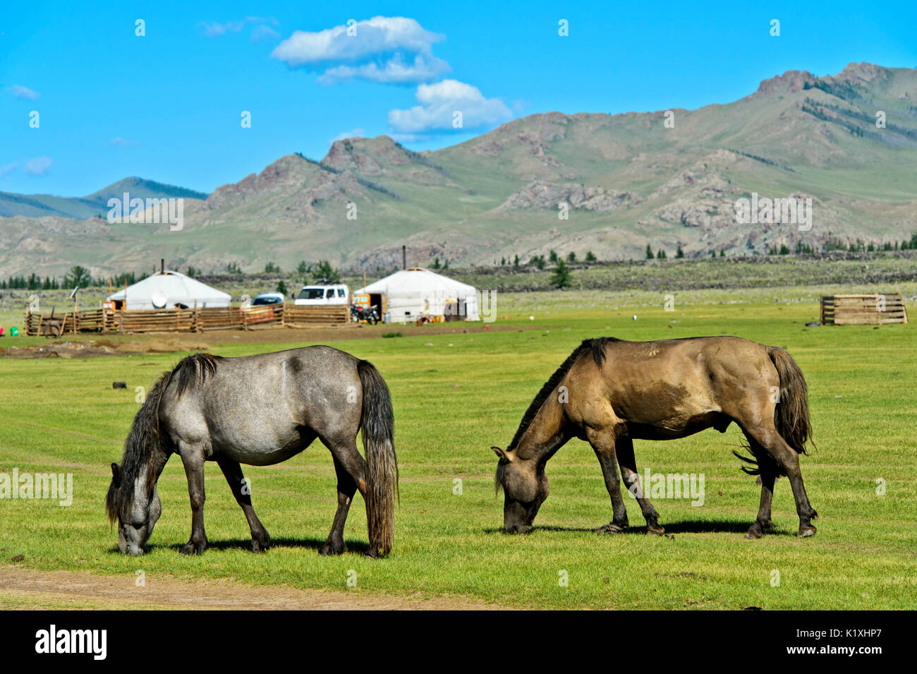 Deux chevaux pâturage sur un pâturage près de yourtes dans la vallée de l'Orkhon , Khangai Nuruu Parc National Khangai Nuru, Mongolie Banque D'Images