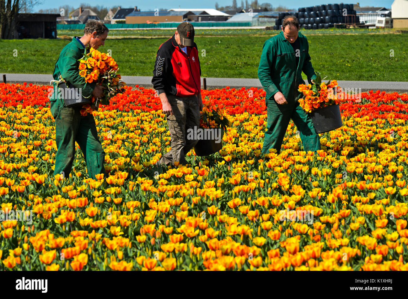 Les travailleurs sur un champ de tulipes la sélection de plantes exotiques d'assurer la pureté de la tulipe stock d'usine, voorhout bollenstreek, région, pays bas Banque D'Images