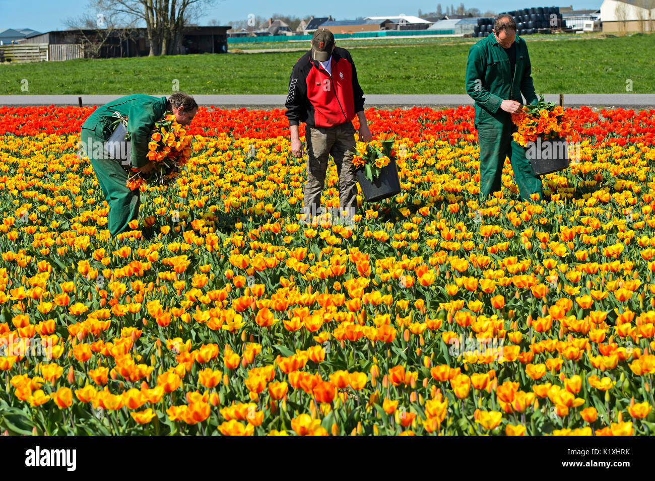 Les travailleurs sur un champ de tulipes la sélection de plantes exotiques d'assurer la pureté de la tulipe stock d'usine, Voorhout Bollenstreek, Région, Pays Bas Banque D'Images