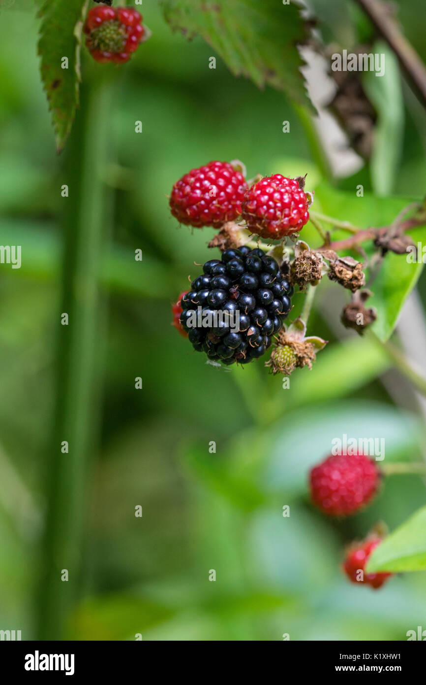 Maturation des mûres sur la vigne dans un champ Banque D'Images