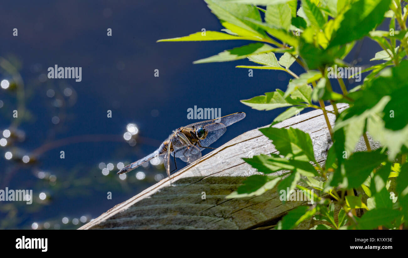 Beau Soleil libellule par l'eau Banque D'Images