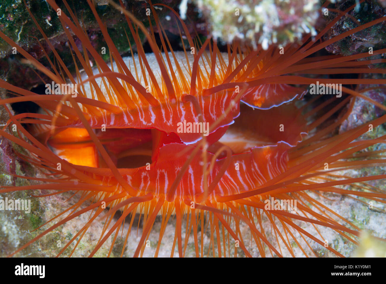 Close up of Electric Flame Scallop, Ctenoides ales, l'île Christmas, Australie Banque D'Images