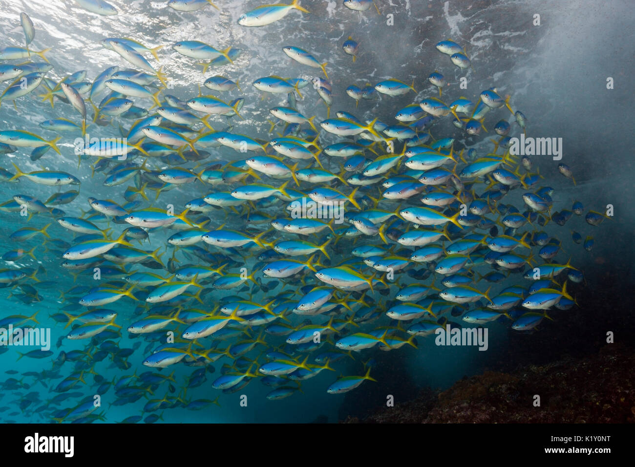 Banc de Yellowback Fusilier, Caesio teres, Christmas Island, Australie Banque D'Images