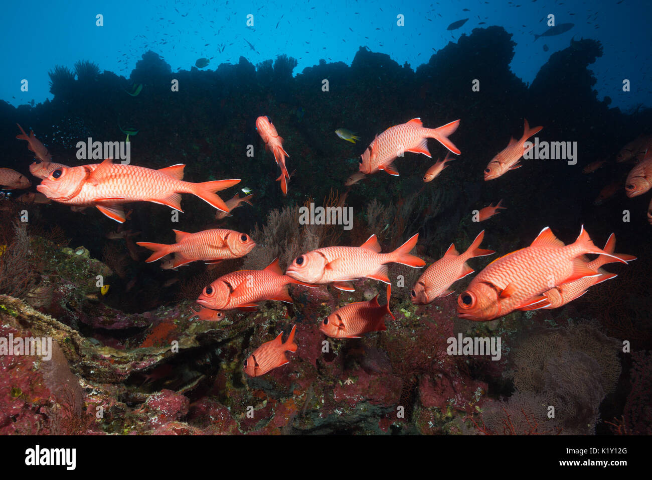 Banc de Blotcheye, Myripristis murdjan Soldierfish, l'île Christmas, Australie Banque D'Images