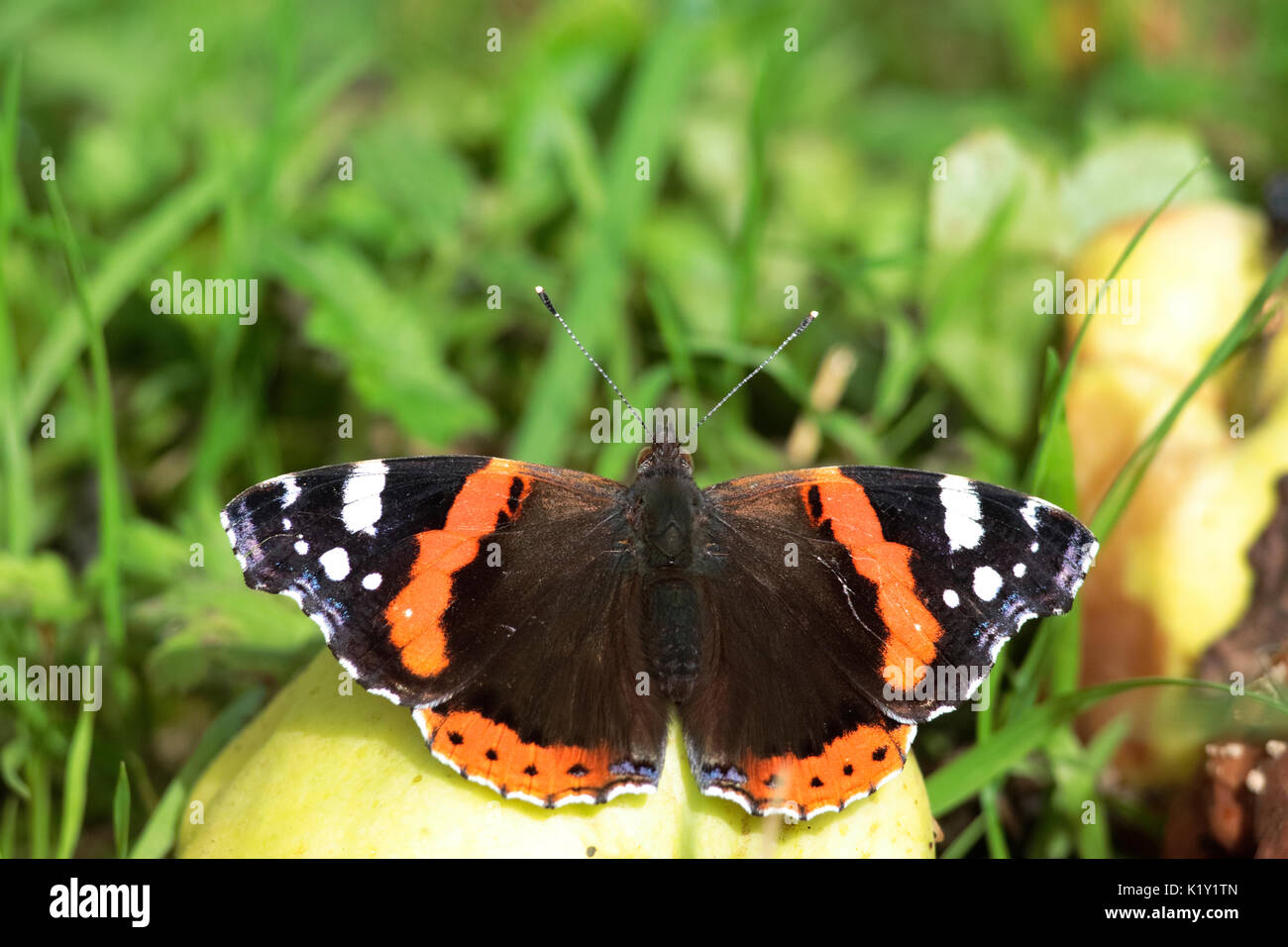 L'amiral rouge papillon sur la décomposition des pommes d'aubaine. Banque D'Images