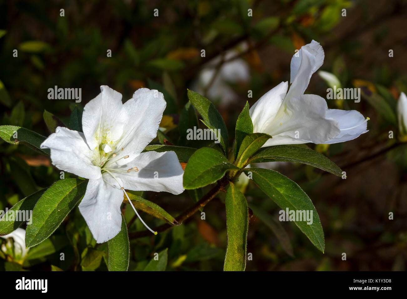 Fleurs de l’azalée Banque D'Images Fleurs de l’azalée Banque D'Images