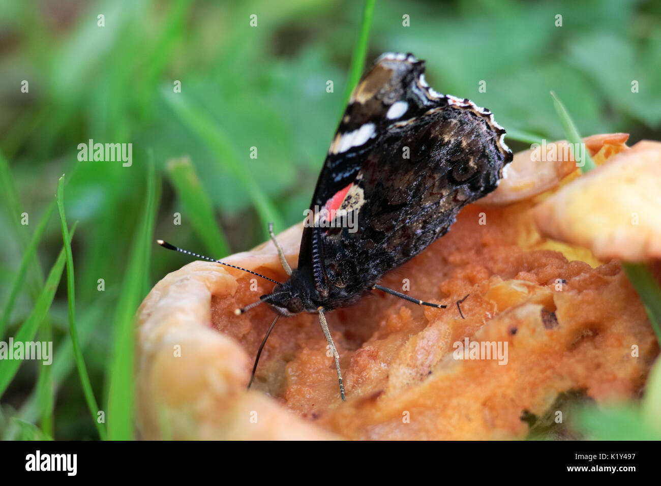 L'amiral rouge papillon sur la décomposition des pommes d'aubaine. Banque D'Images