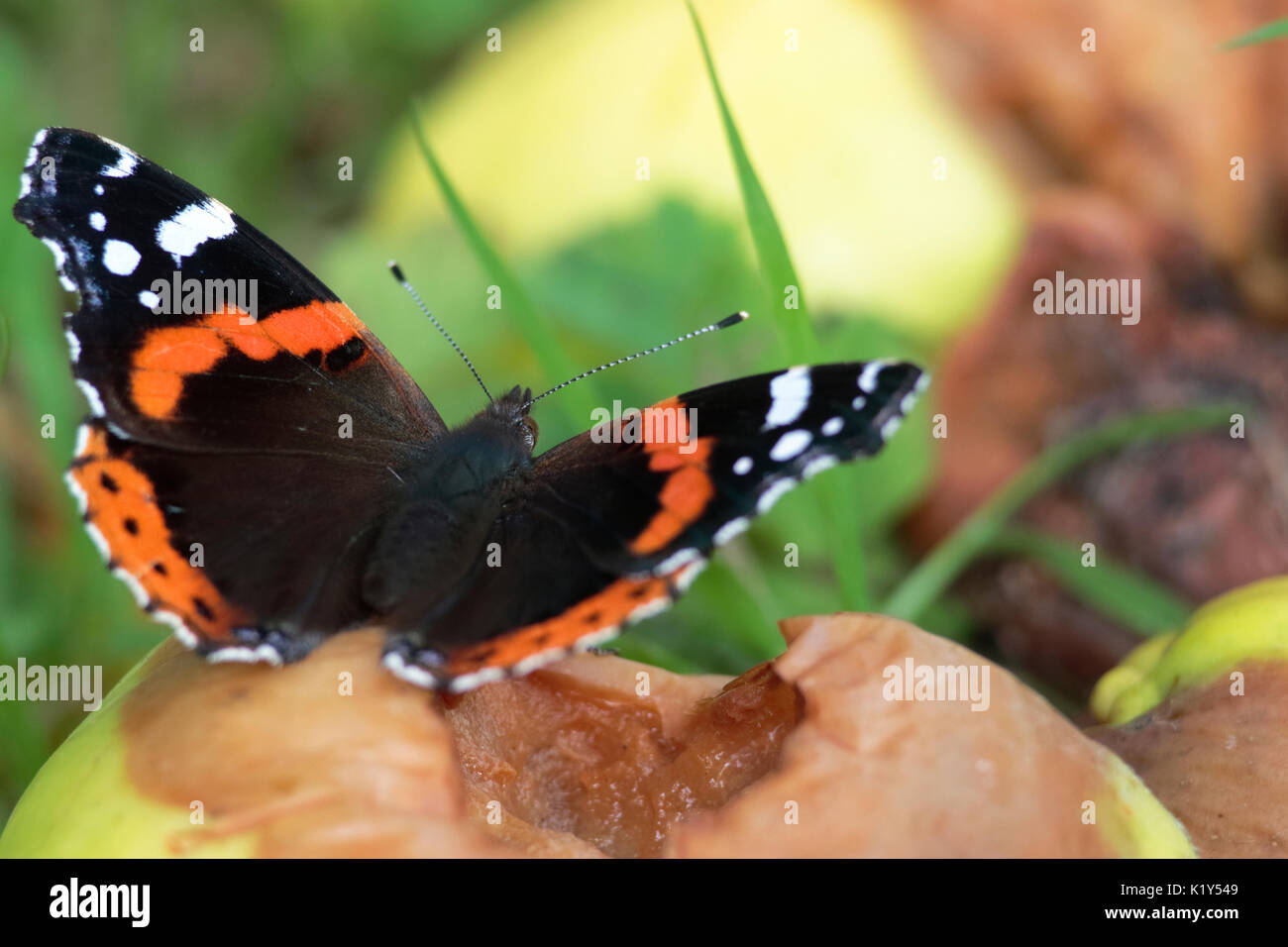 L'amiral rouge papillon sur la décomposition des pommes d'aubaine. Banque D'Images