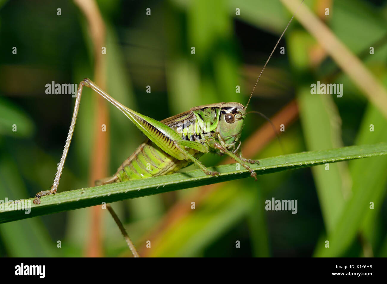 Roesel's bush-cricket - metrioptera roeselii femme sur l'herbe Banque D'Images