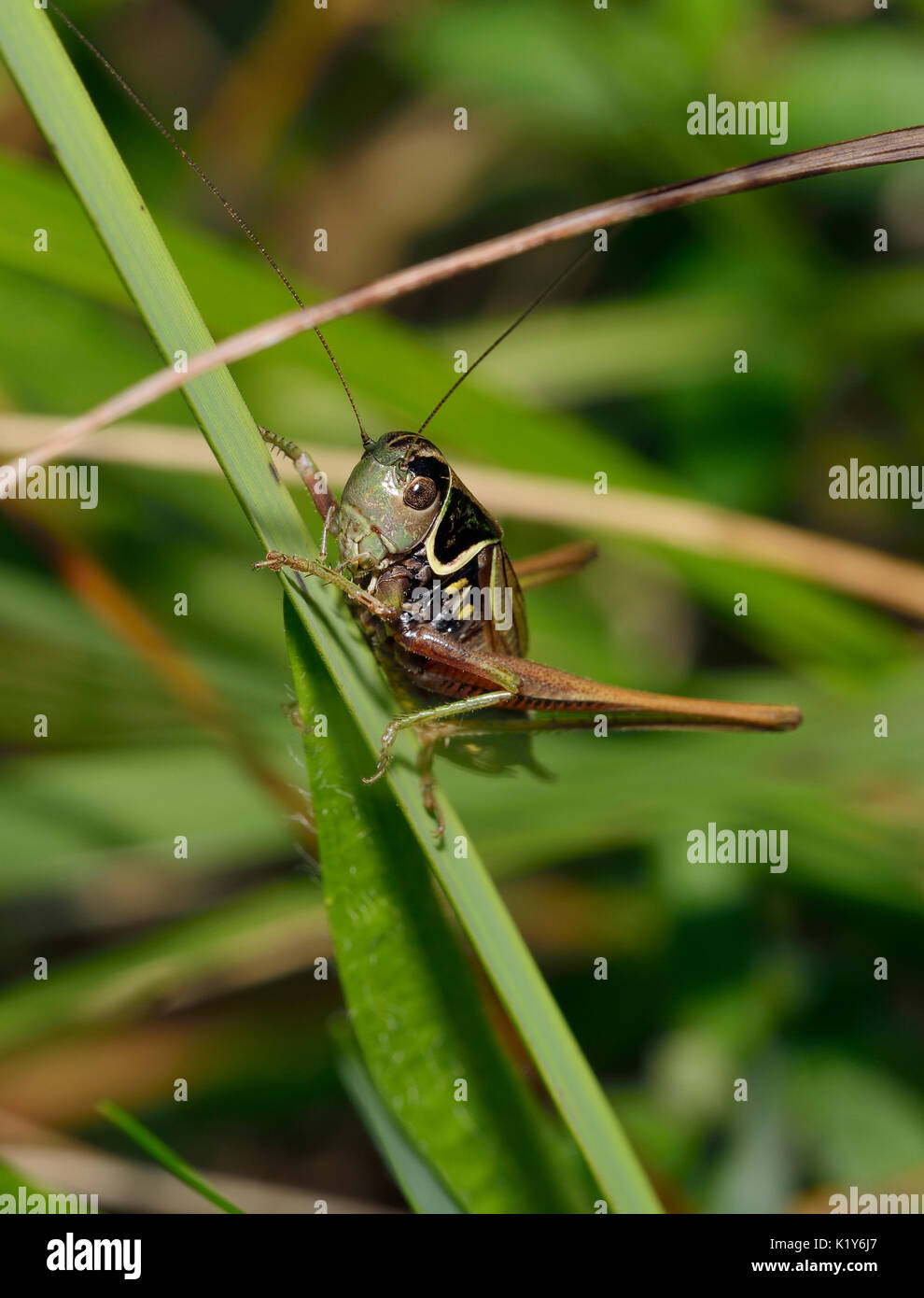 Roesel's bush-cricket - metrioptera roeselii sur l'herbe Banque D'Images