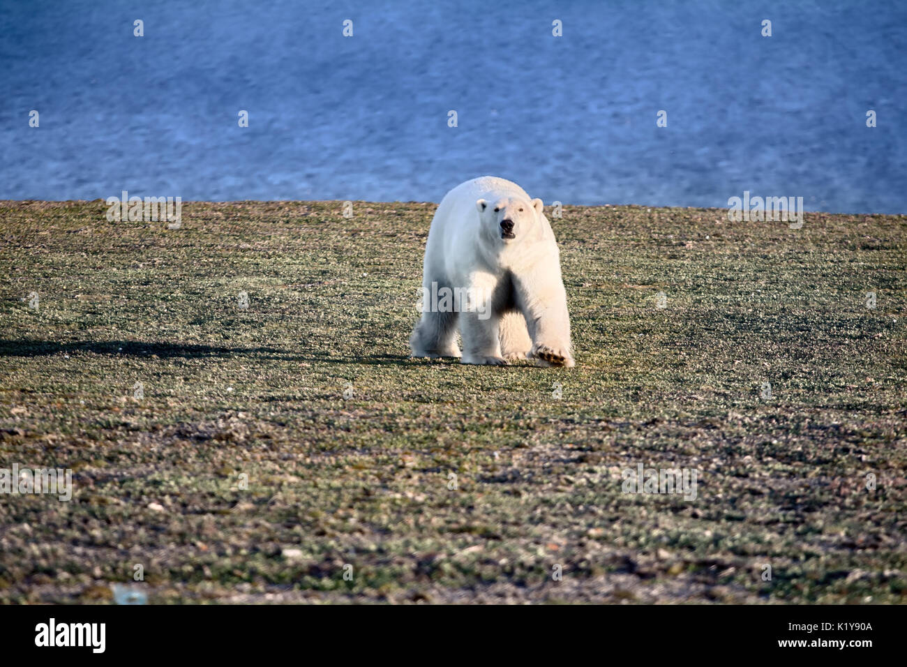 Ours Polaire Dans Le Noir Et Sans Vie Desert Arctique Des Problemes Avec La Nourriture Reduire La Population D Ours Dans La Mer De Kara Juste Au Photographe Photo Stock Alamy