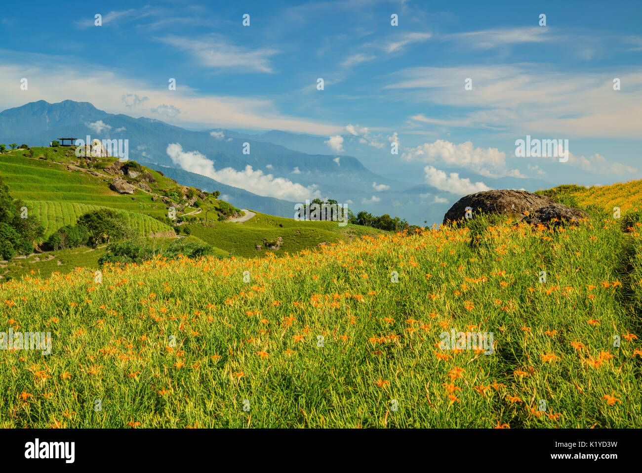 La célèbre et belle fleur hémérocalle soixante à Stone Mountain à Hualien, Taiwan Banque D'Images