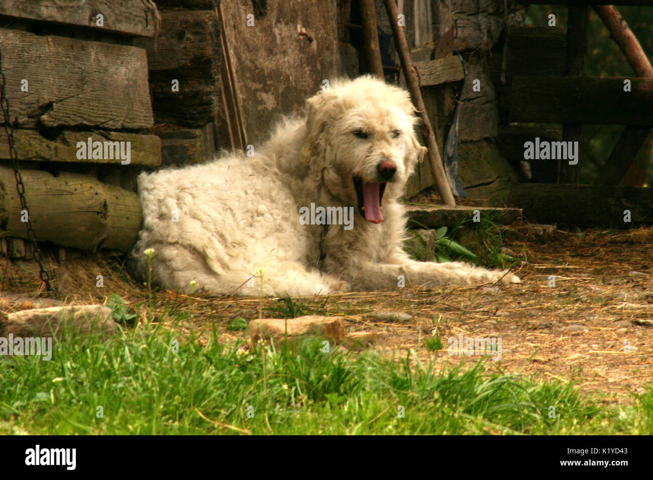 Chien De Garde De Troupeau Banque d'image et photos Alamy — free download