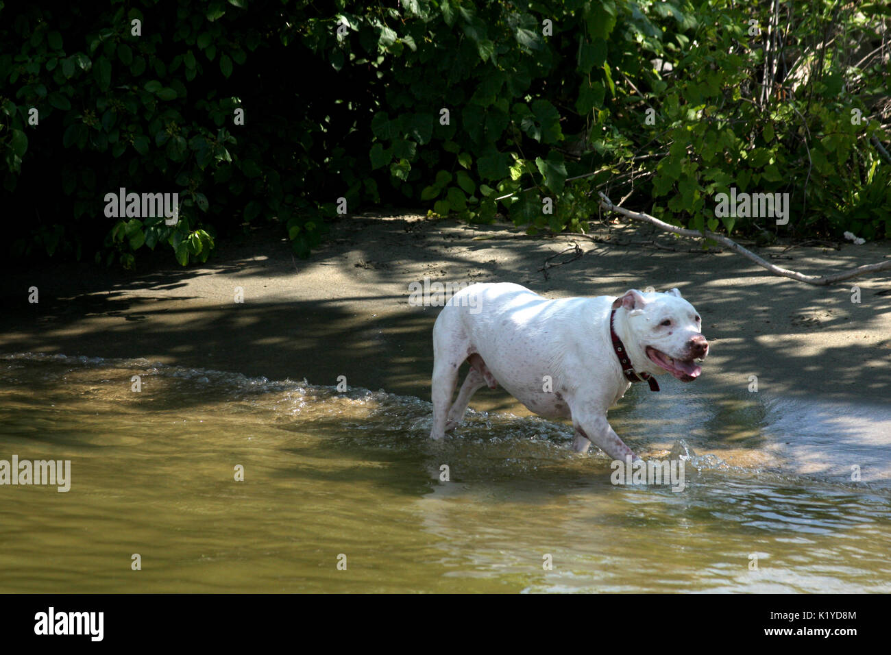 Pitbull blanc heureux dans l'eau Banque D'Images