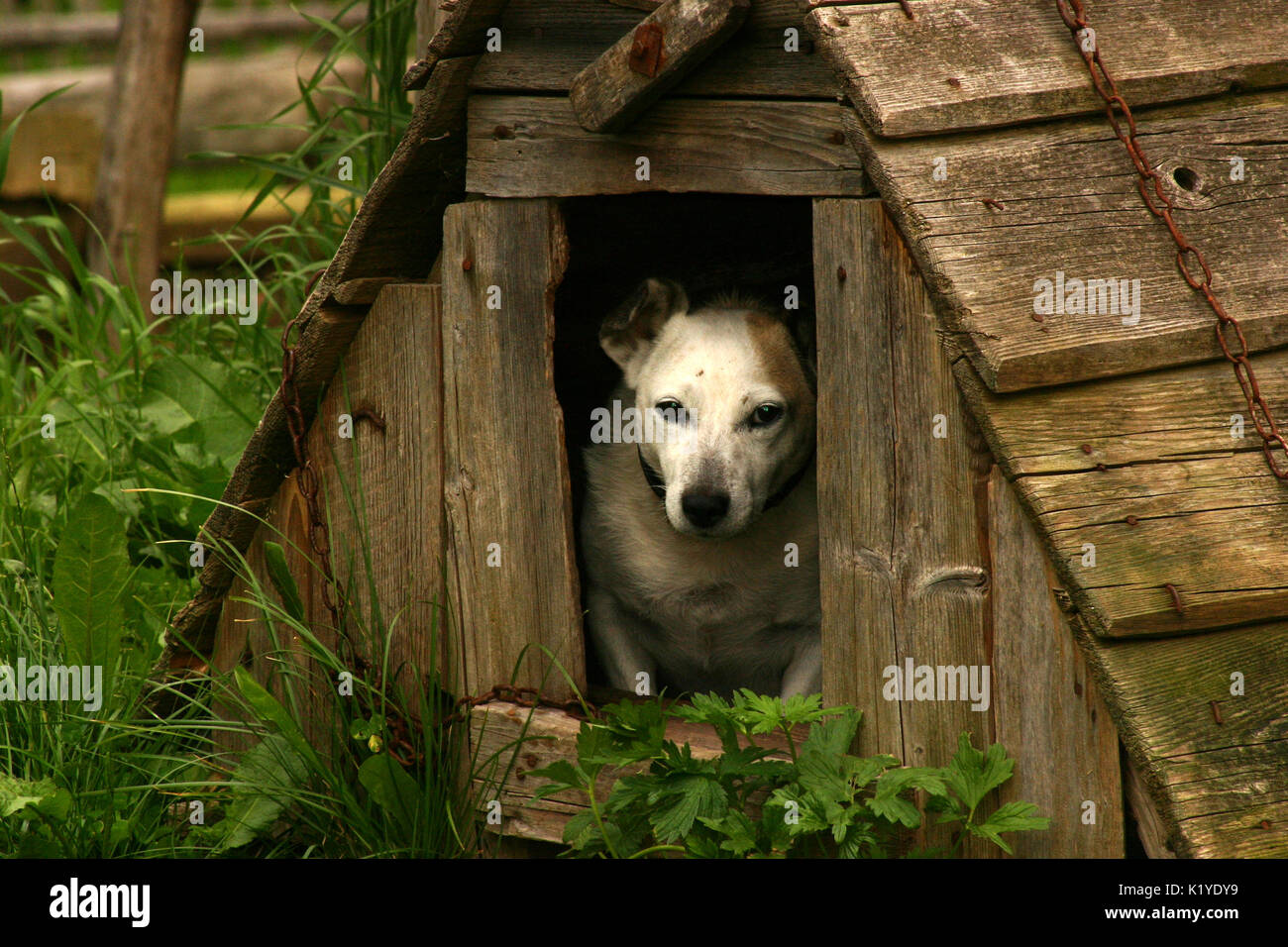 Chien de garde maison de campagne campagne Banque de photographies et d