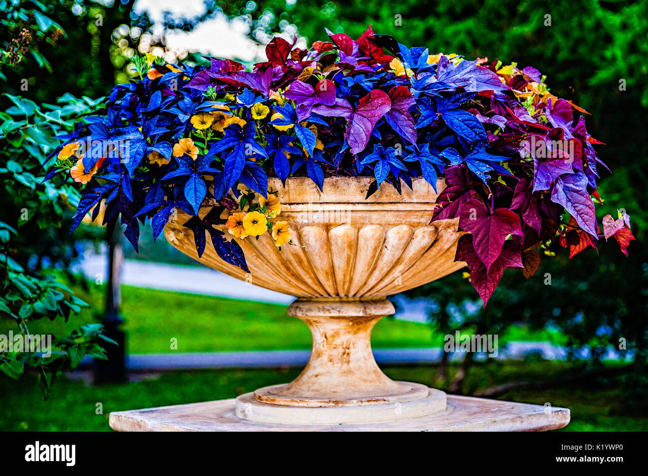 Parc décoratif de l'urne ou bol rempli de belles plantes colorées bleu et violet et jaune fleurs pétunia contre le fond vert sombre. Play o Banque D'Images