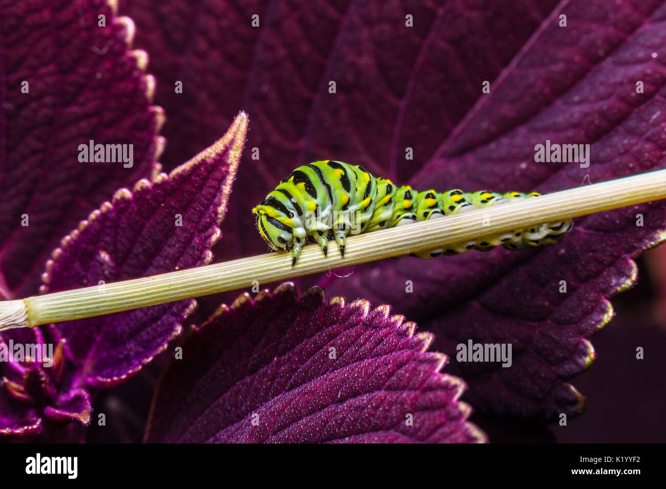 La chenille du papillon machaon. Cette larve est rayé vert et jaune avec des taches noires. Il est de 2 pouces de long Banque D'Images