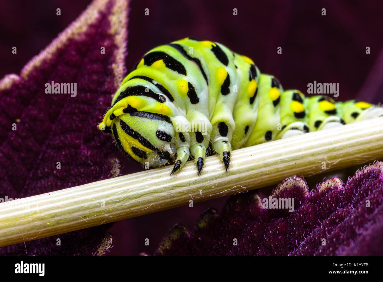 La chenille du papillon machaon. Cette larve est rayé vert et jaune avec des taches noires. Il est de 2 pouces de long Banque D'Images